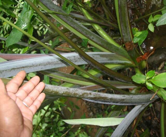 Image of elephant's ear