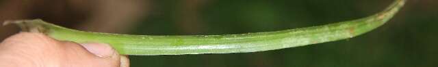 Image of Lemeltonia monadelpha (É. Morren) Barfuss & W. Till