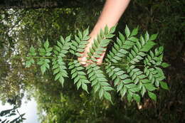 Image of Jacaranda copaia (Aubl.) D. Don