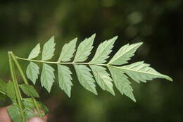 Image of Jacaranda copaia (Aubl.) D. Don