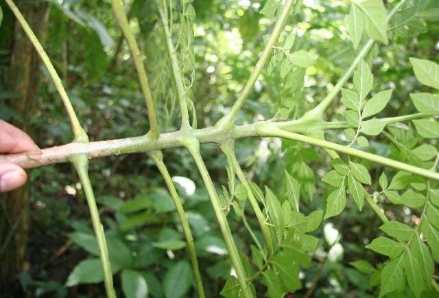 Image of Jacaranda copaia (Aubl.) D. Don