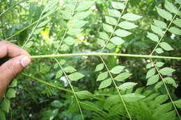 Image of Jacaranda copaia (Aubl.) D. Don