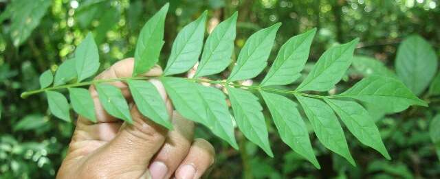 Image of Jacaranda copaia (Aubl.) D. Don