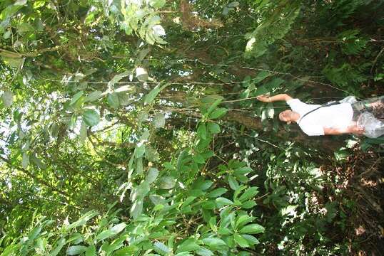 Image of Ficus tonduzii Standl.