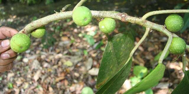 Ficus tonduzii Standl. resmi