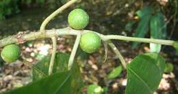 Image of Ficus tonduzii Standl.