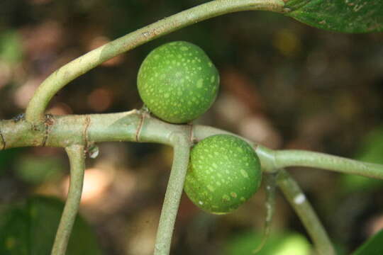 Plancia ëd Ficus tonduzii Standl.