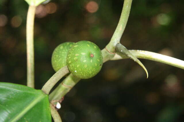 Ficus tonduzii Standl. resmi