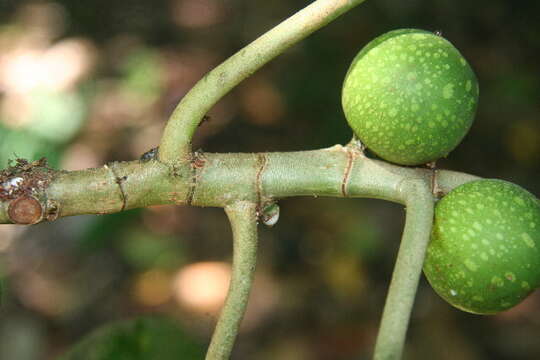 Plancia ëd Ficus tonduzii Standl.