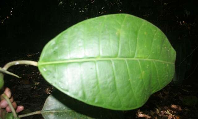 Image of Ficus tonduzii Standl.