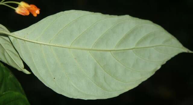 Image of Besleria trichostegia Donn. Sm.