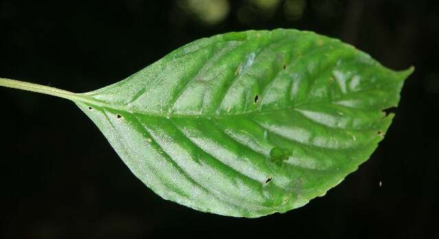 Image de Besleria