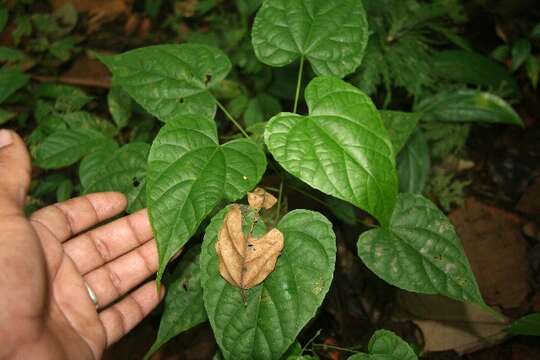 Image of Byttneria catalpifolia Jacq.