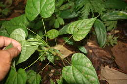 Image of Byttneria catalpifolia Jacq.
