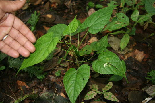 Image of Byttneria catalpifolia Jacq.