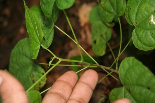 صورة Byttneria catalpifolia Jacq.