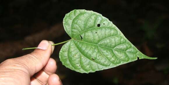 Image of Byttneria catalpifolia Jacq.