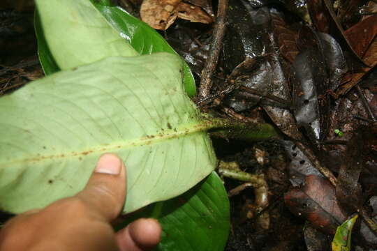 Image of Dieffenbachia tonduzii Croat & Grayum