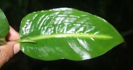 Image of Dieffenbachia tonduzii Croat & Grayum