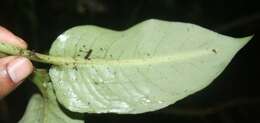 Image of Dieffenbachia tonduzii Croat & Grayum
