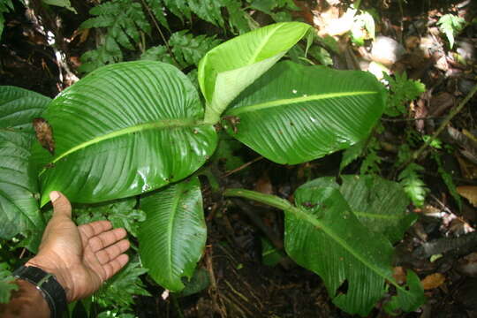 Image of Dieffenbachia tonduzii Croat & Grayum