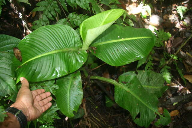 Image of Dieffenbachia tonduzii Croat & Grayum