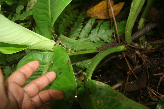 Image of Dieffenbachia tonduzii Croat & Grayum