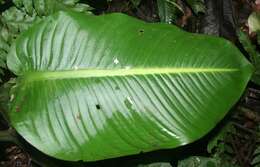 Image of Dieffenbachia tonduzii Croat & Grayum