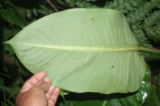 Image of Dieffenbachia tonduzii Croat & Grayum