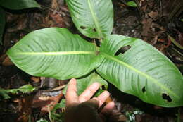 Image of Dieffenbachia tonduzii Croat & Grayum