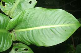 Image of Dieffenbachia tonduzii Croat & Grayum