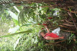 Image of Heliconia imbricata (Kuntze) Baker