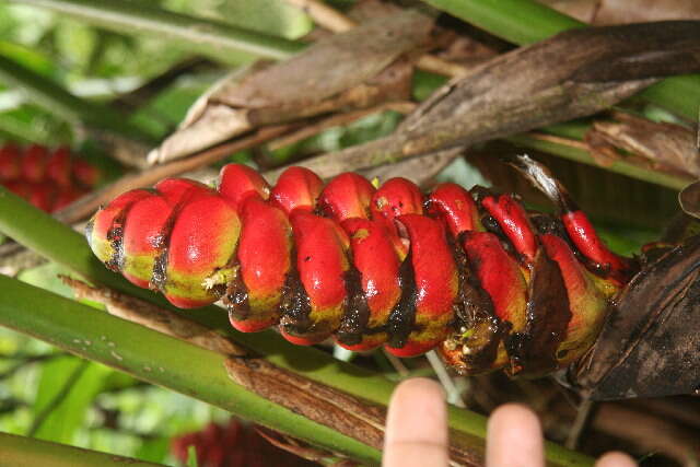 Image of Heliconia imbricata (Kuntze) Baker