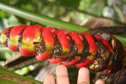 Image of Heliconia imbricata (Kuntze) Baker