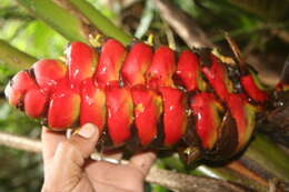 Image of Heliconia imbricata (Kuntze) Baker