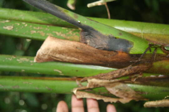 Image of Heliconia imbricata (Kuntze) Baker