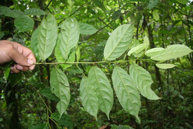 Image of Lozania pittieri (Blake) L. B. Smith