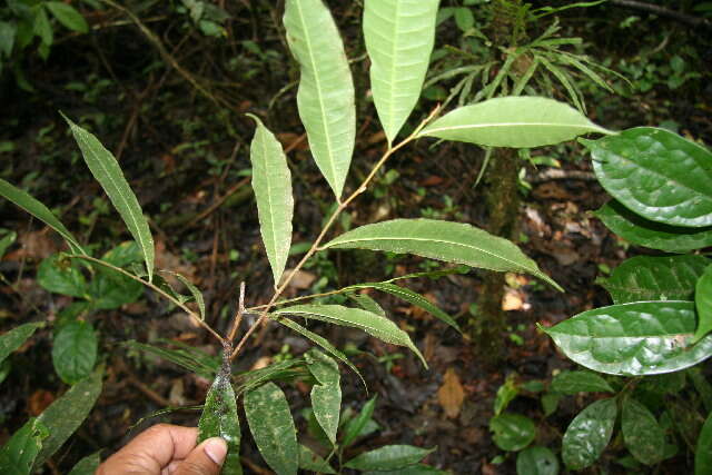 Image of false breadnut