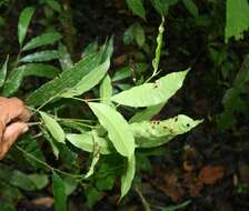 Image of false breadnut