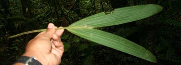 Image of Asplundia utilis (Oerst.) Harling