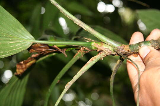 Image of Asplundia utilis (Oerst.) Harling