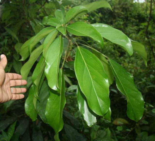 Oreopanax (rights holder: Guanacaste Dry Forest Conservation Fund. Daniel H. Janzen. Year: 2010.)