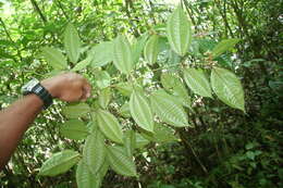 Image of Miconia lateriflora Cogn.