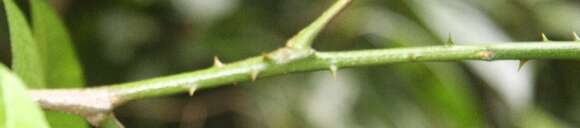 Image de Zanthoxylum acuminatum (Sw.) Sw.