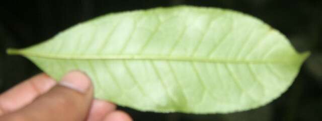 Image of Zanthoxylum acuminatum (Sw.) Sw.