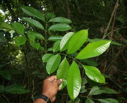 Image de Zanthoxylum acuminatum (Sw.) Sw.