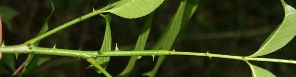 Image of Zanthoxylum acuminatum (Sw.) Sw.