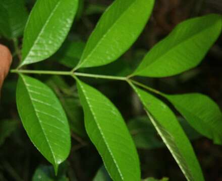 Image de Zanthoxylum acuminatum (Sw.) Sw.