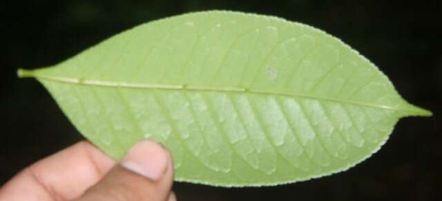 Image de Zanthoxylum acuminatum (Sw.) Sw.