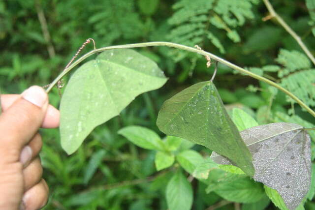 Слика од Passiflora bicornis Mill.